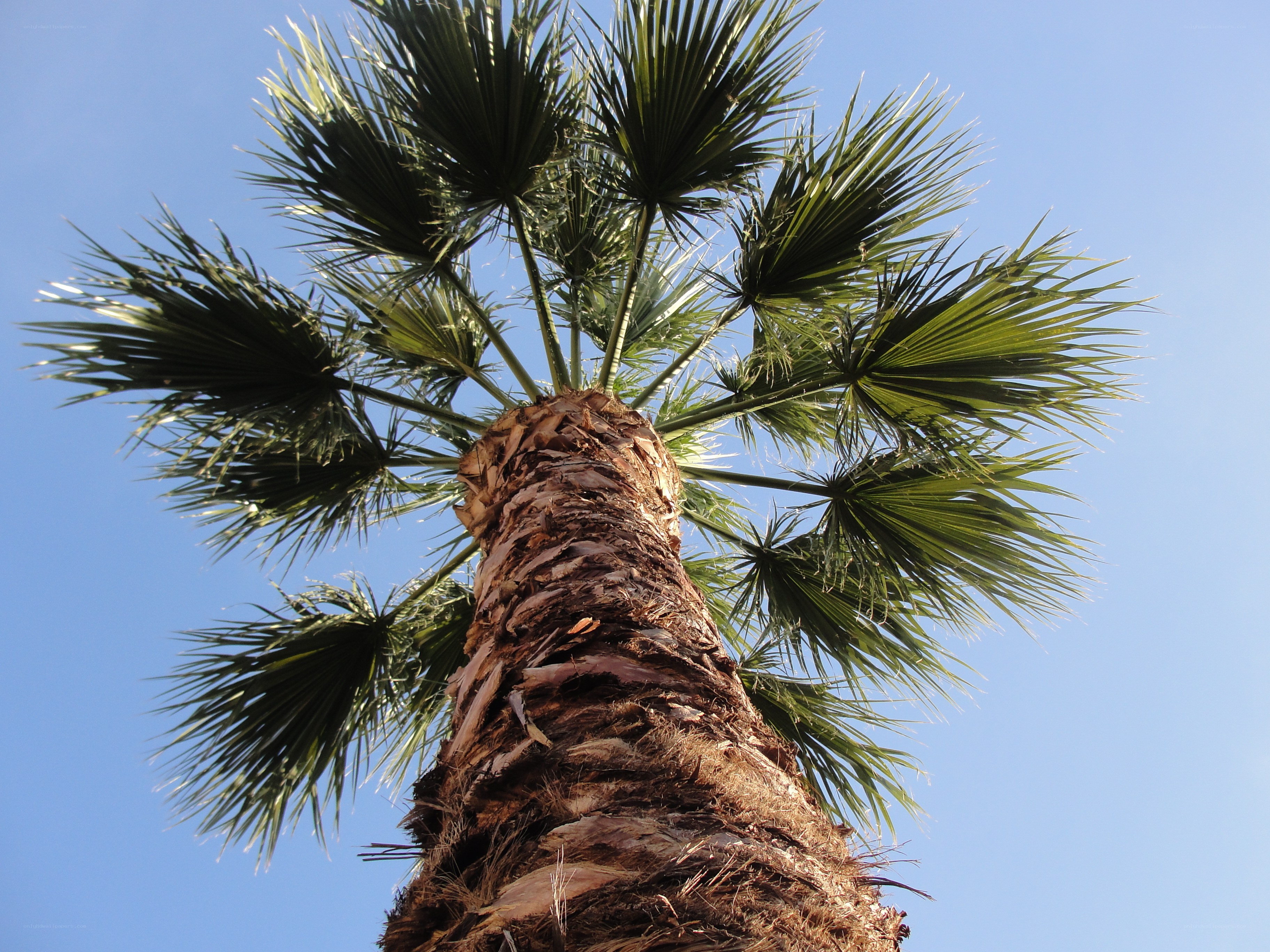 tall palm tree against blue sky