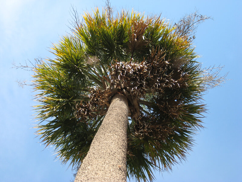 tall palm tree against blue sky