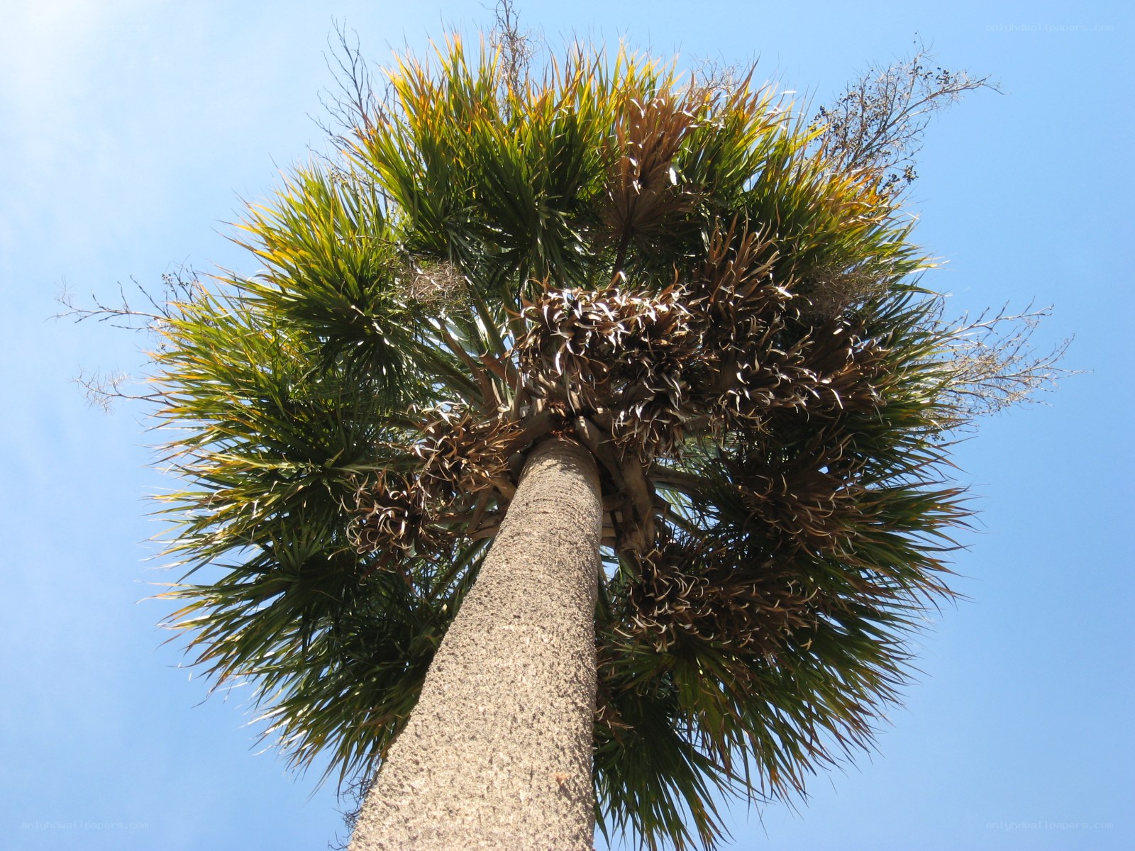 tall palm tree against blue sky