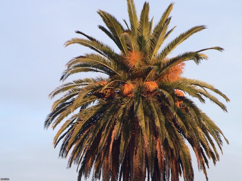 tall palm tree against sky