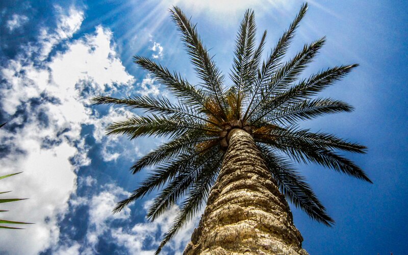 Tall Palm Tree — Blue, Dramatic