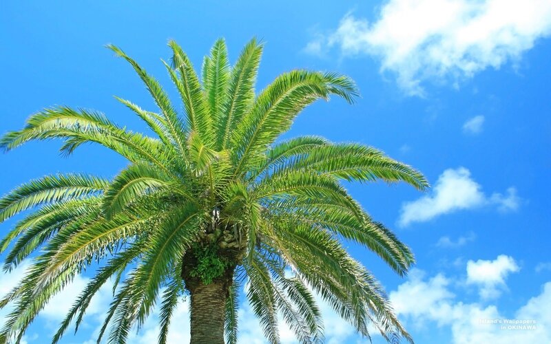 Tall Palm Tree — Blue, Serene, Afternoon, Photograph, Sky, Clouds, Green