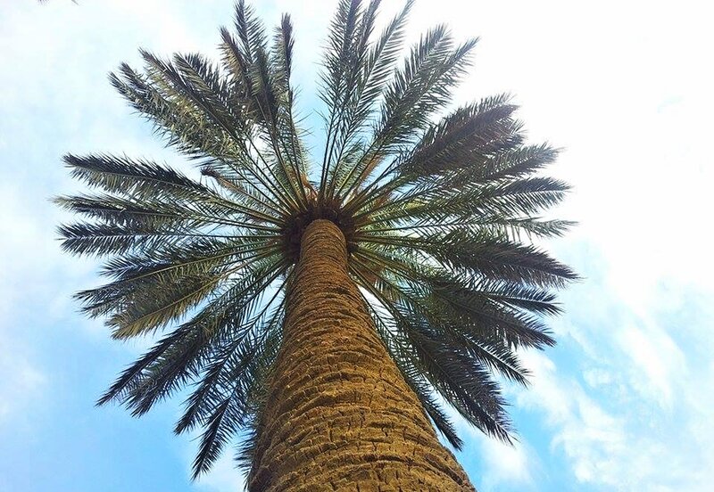 Tall Palm Tree — Blue, Serene, Afternoon, Photograph, Sky, Clouds