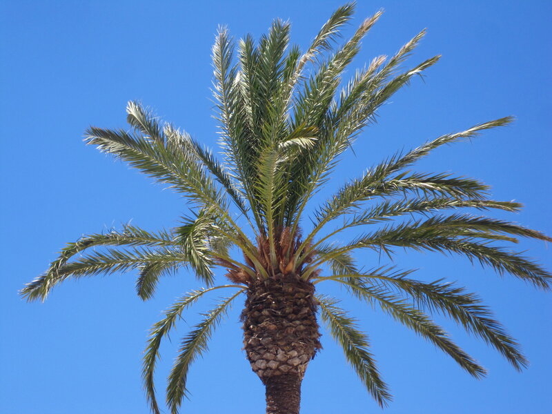 Tall Palm Tree — Blue, Serene, Afternoon, Photograph