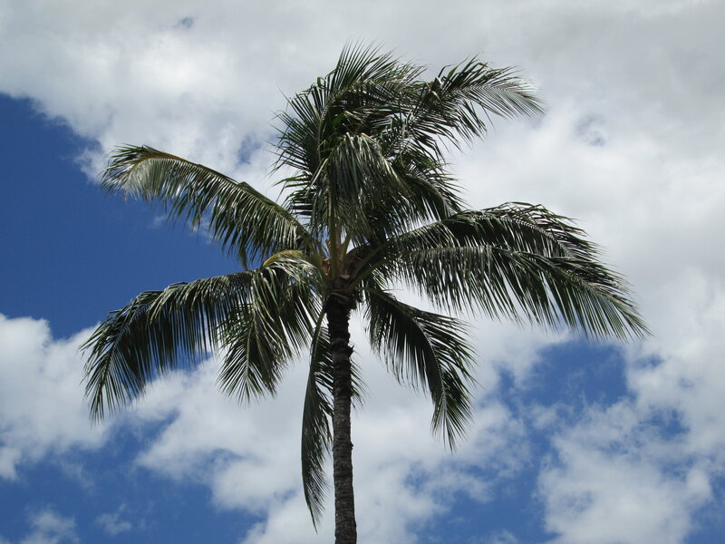 Tall Palm Tree — Blue, Serene, Afternoon