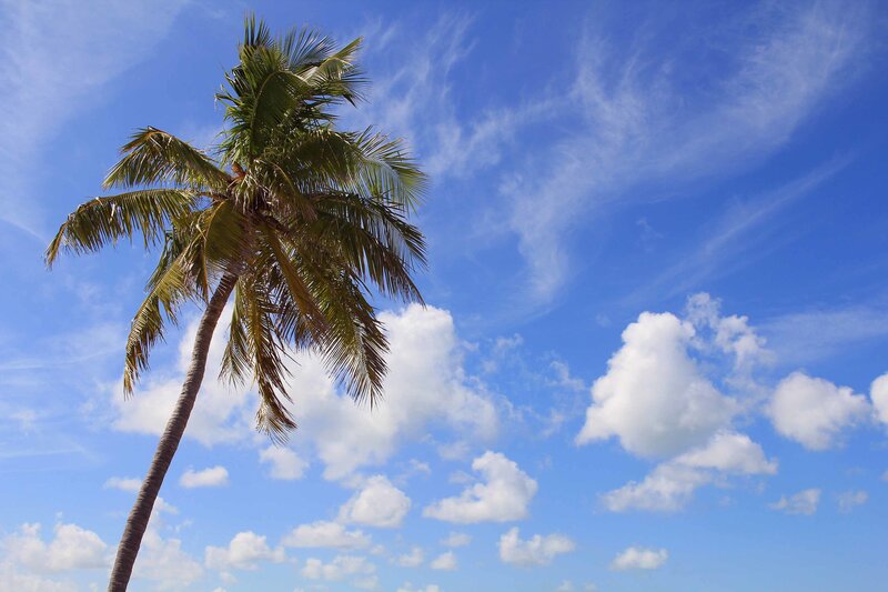 Tall Palm Tree — Blue, Serene