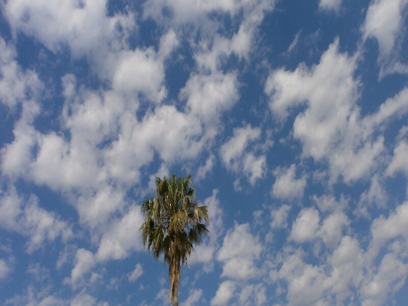 Tall Palm Tree — Blue