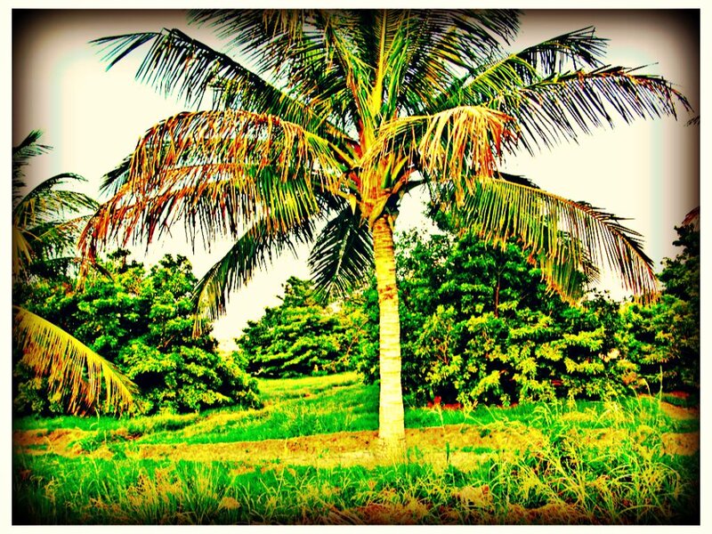 Tall Palm Tree — Green, Serene