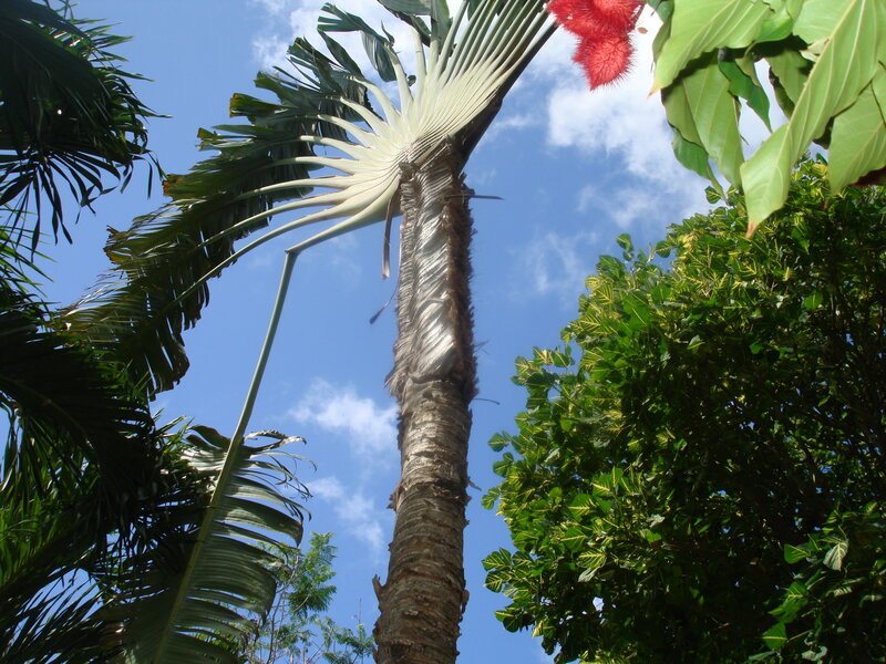 Tall Palm Tree — Green