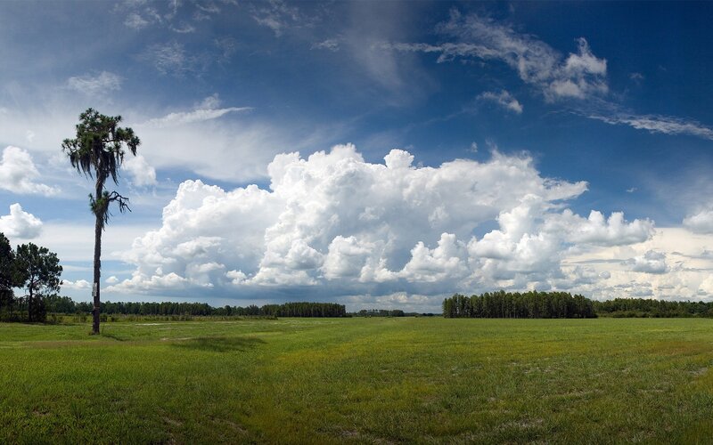 Tall Palm Tree in Field — Green, Dramatic