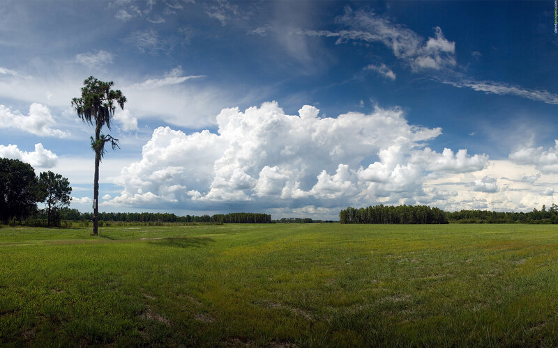 Tall Palm Tree in Field — Green, Serene, Afternoon, Photograph, Clouds, Grass
