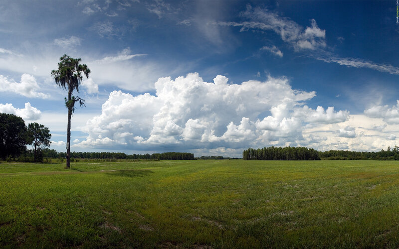 Tall Palm Tree in Field — Green, Serene, Afternoon, Photograph, Clouds