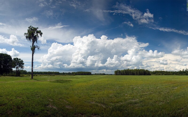 Tall Palm Tree in Field — Green, Serene, Afternoon, Photograph
