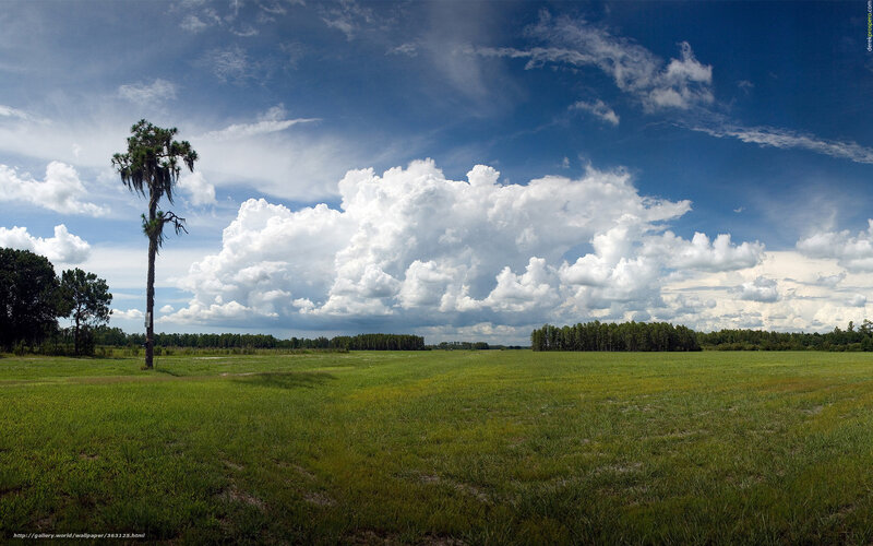 Tall Palm Tree in Field — Green, Serene, Afternoon