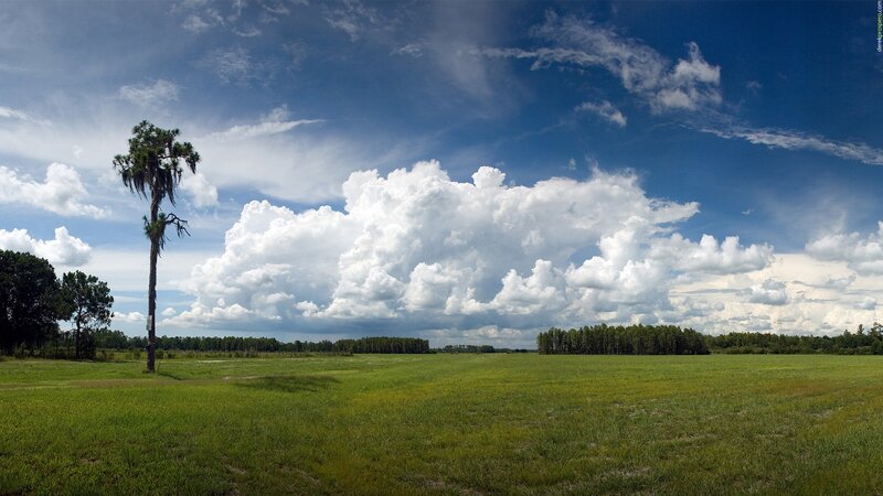 Tall Palm Tree in Field — Green, Serene
