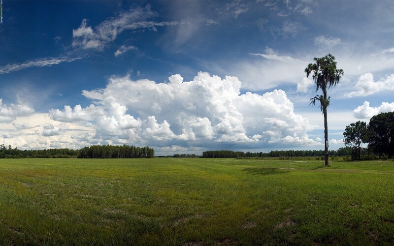 Tall Palm Tree in Field — Green