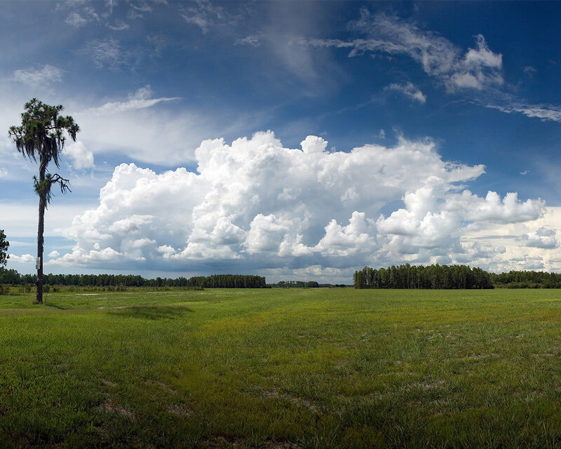 Tall Palm Tree in Field