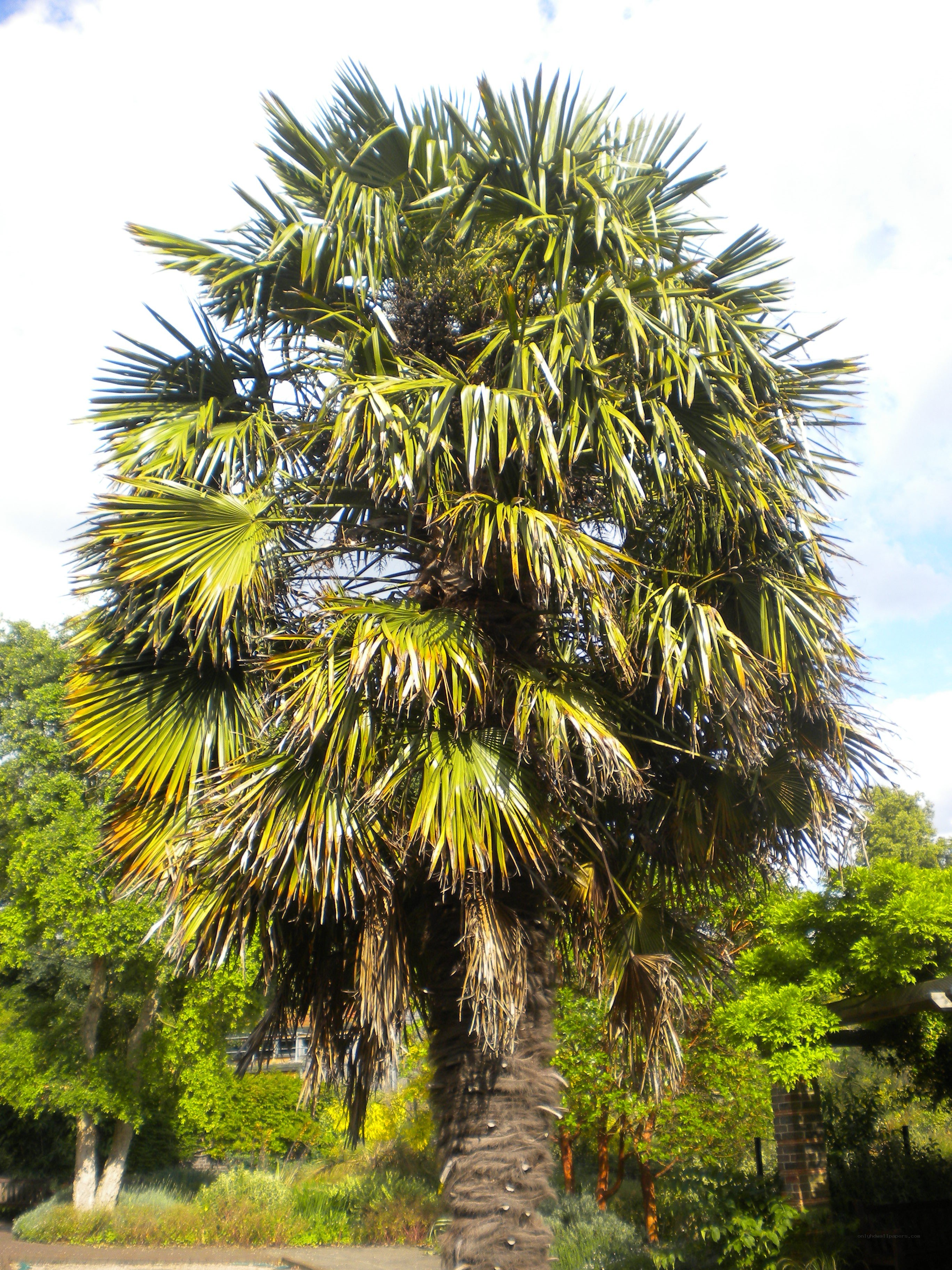 tall palm tree in garden