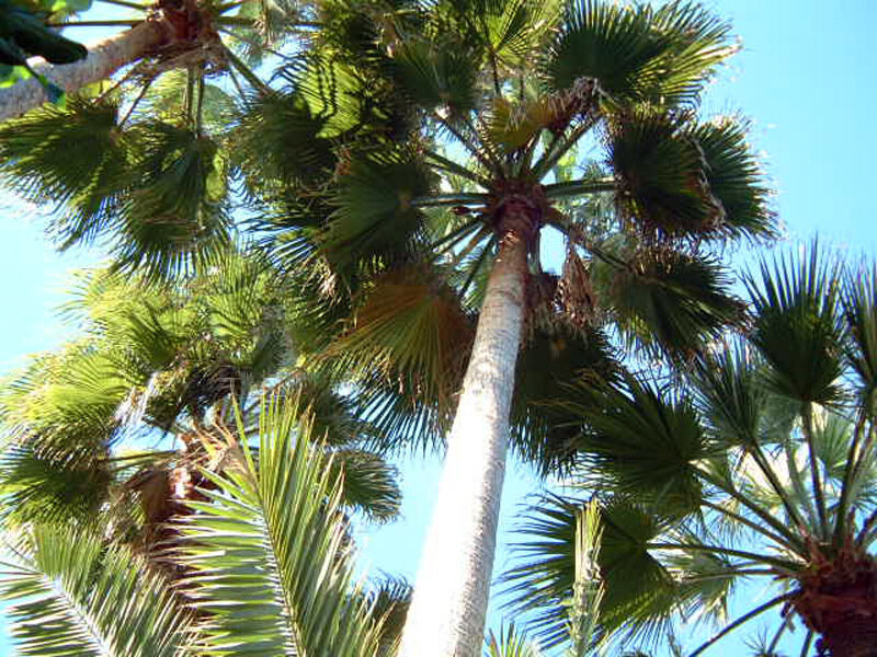 Tall Palm Tree