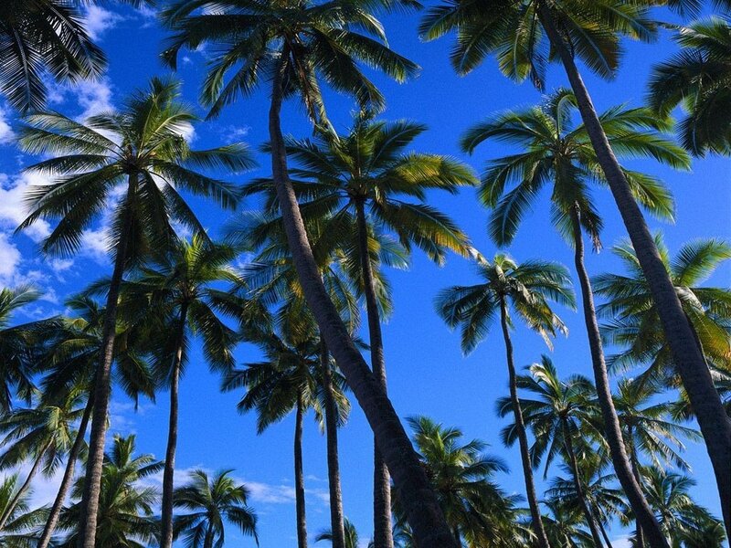 Tall palm trees against blue sky