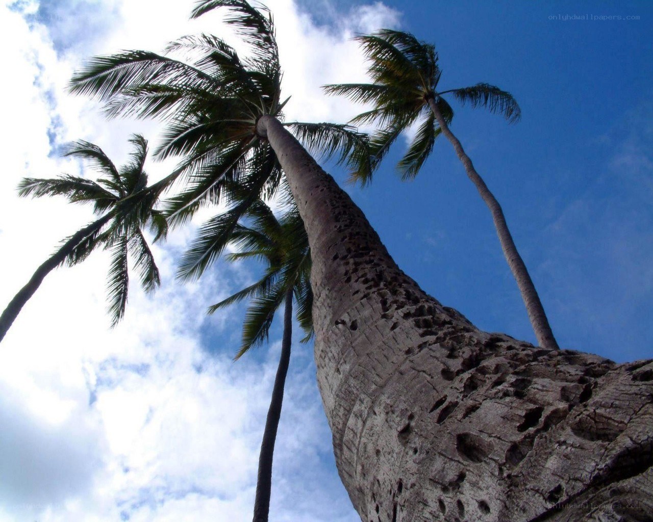 tall palm trees against blue sky