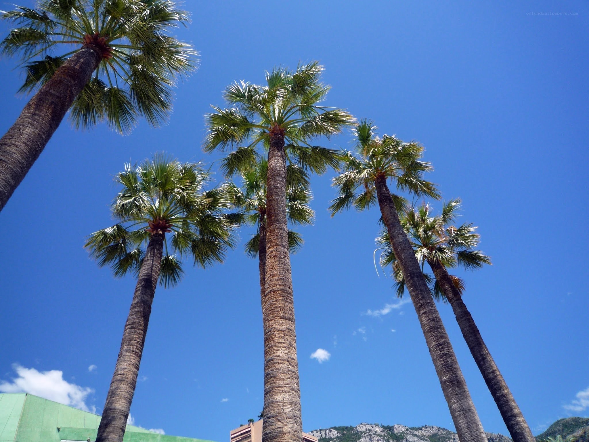 tall palm trees against blue sky