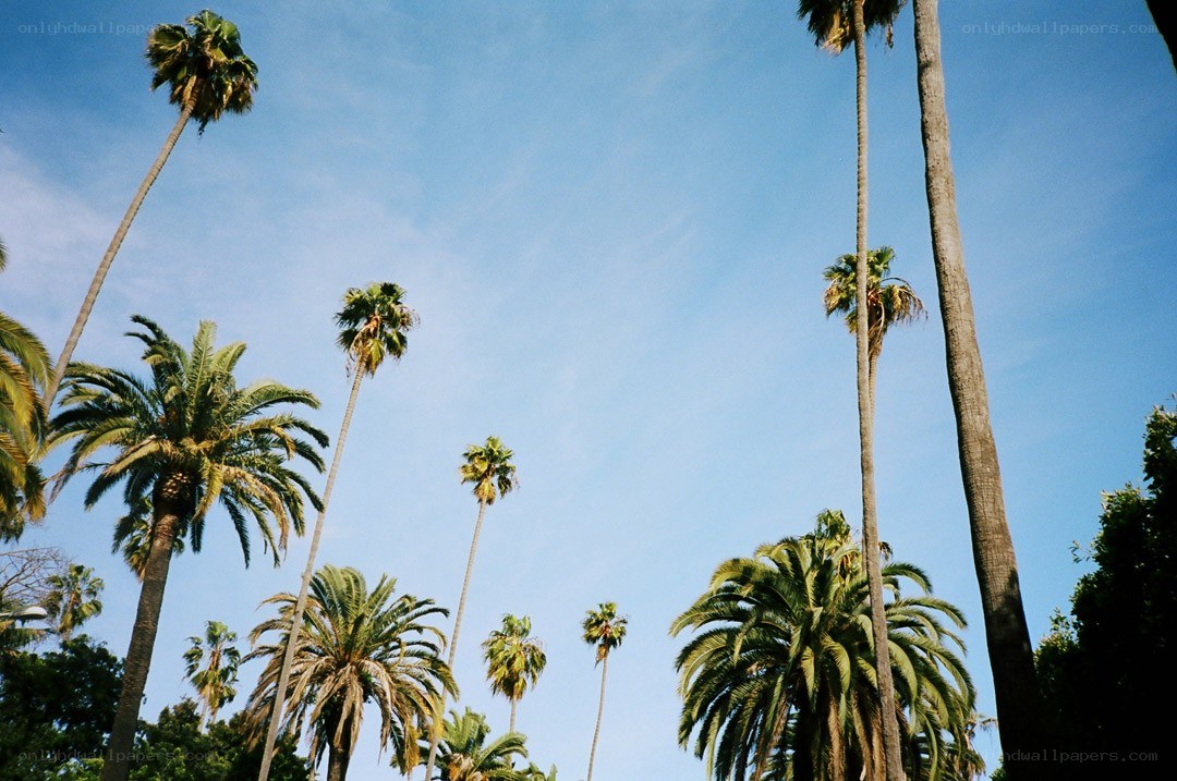tall palm trees against blue sky