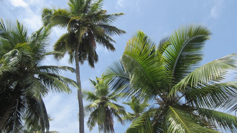 tall palm trees against blue sky
