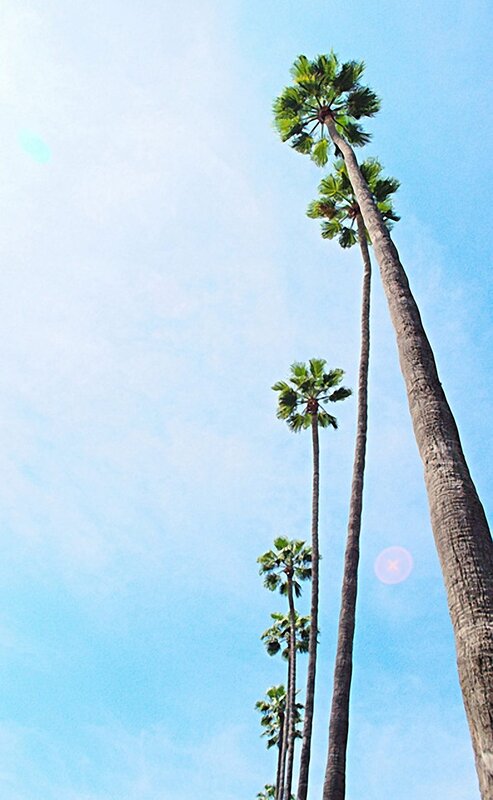 tall palm trees against blue sky