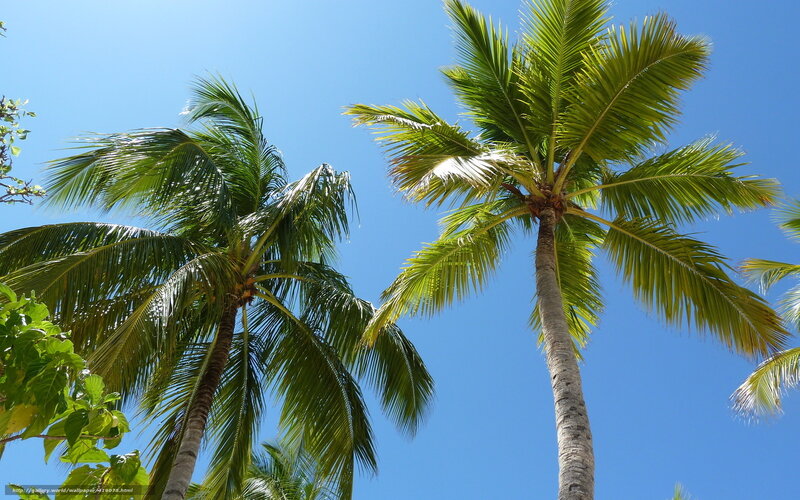 tall palm trees against blue sky
