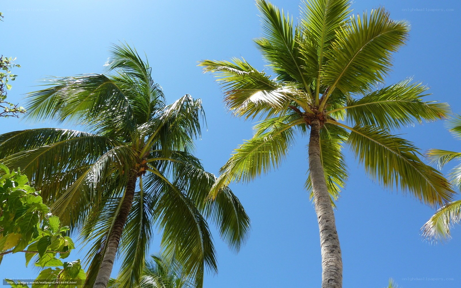 tall palm trees against blue sky