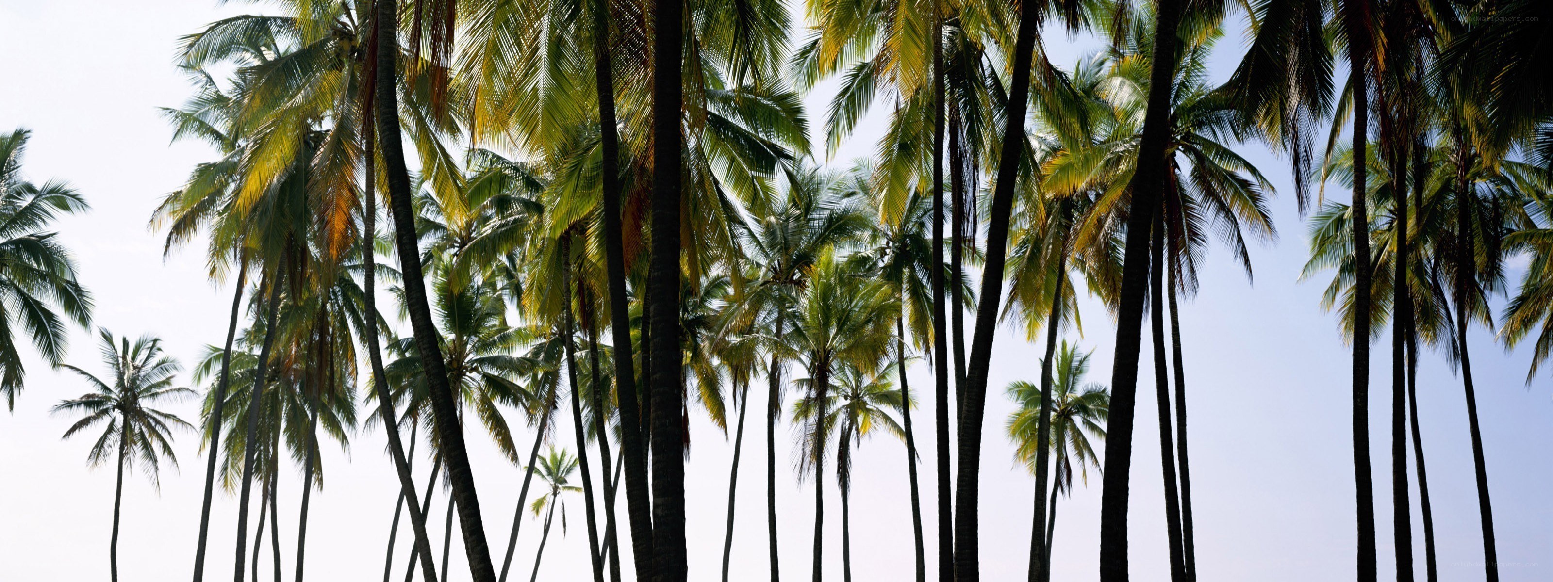tall palm trees against sky