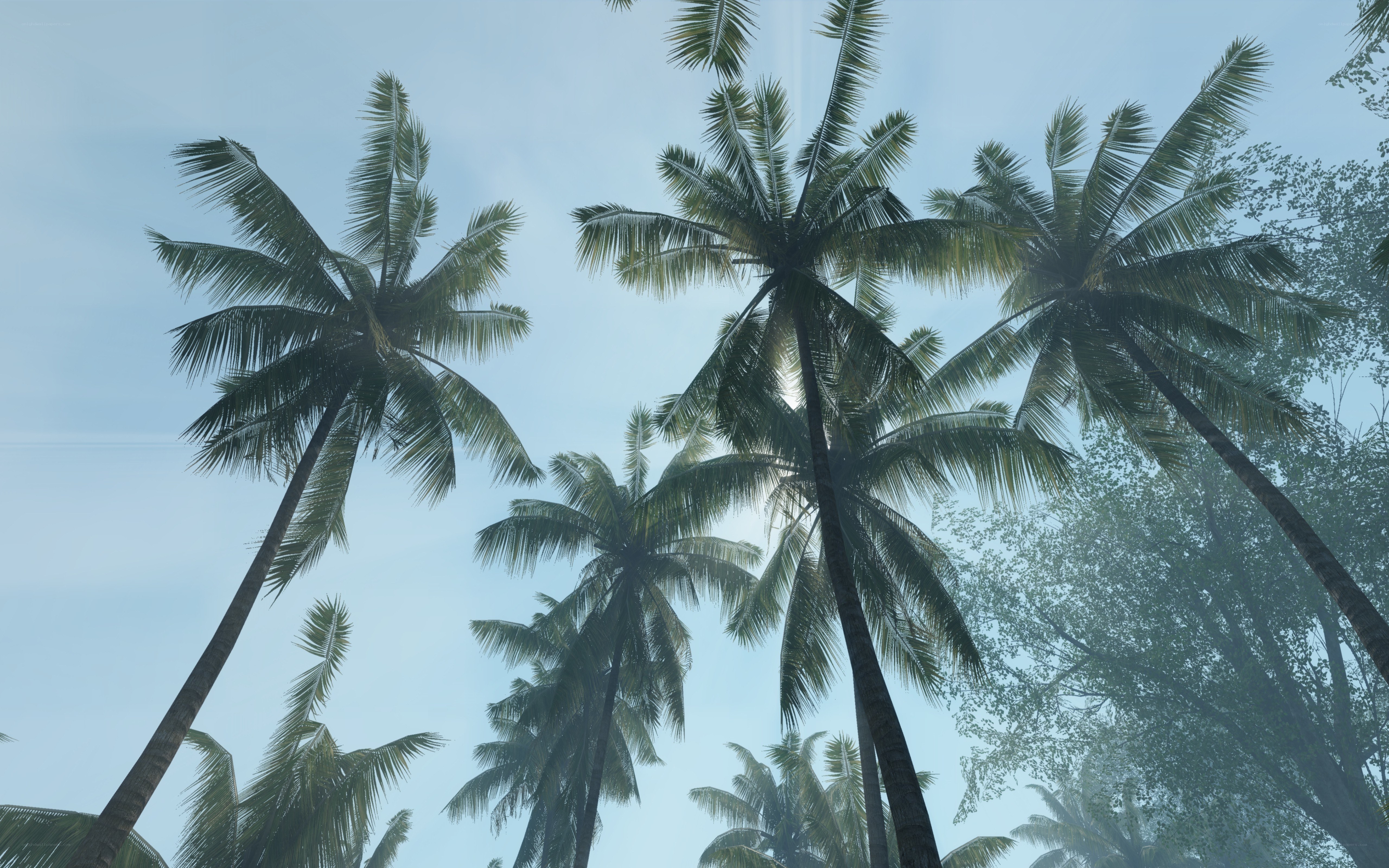 tall palm trees against sky