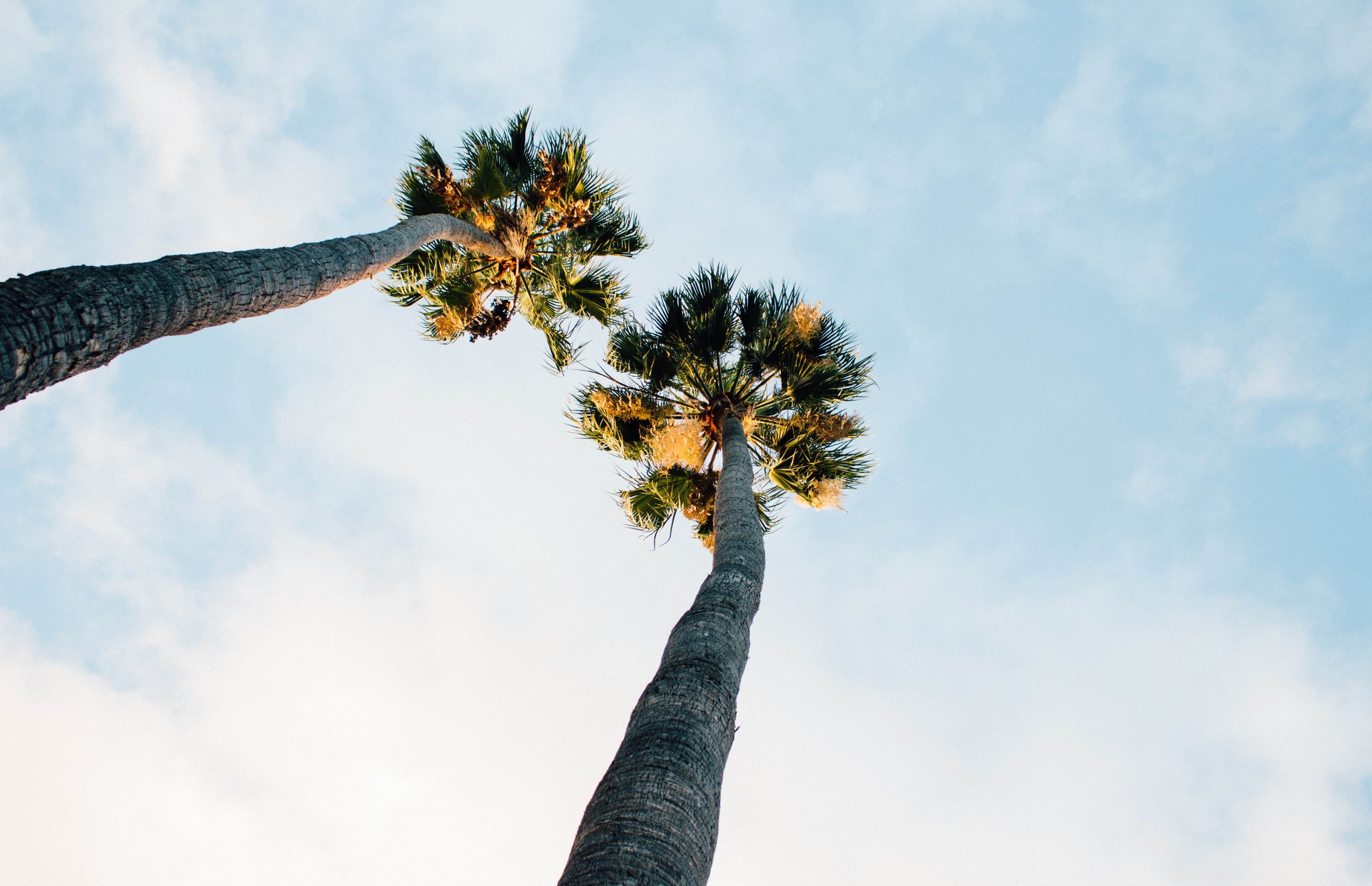 tall palm trees against sky