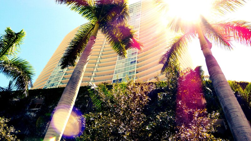 Tall Palm Trees and Building