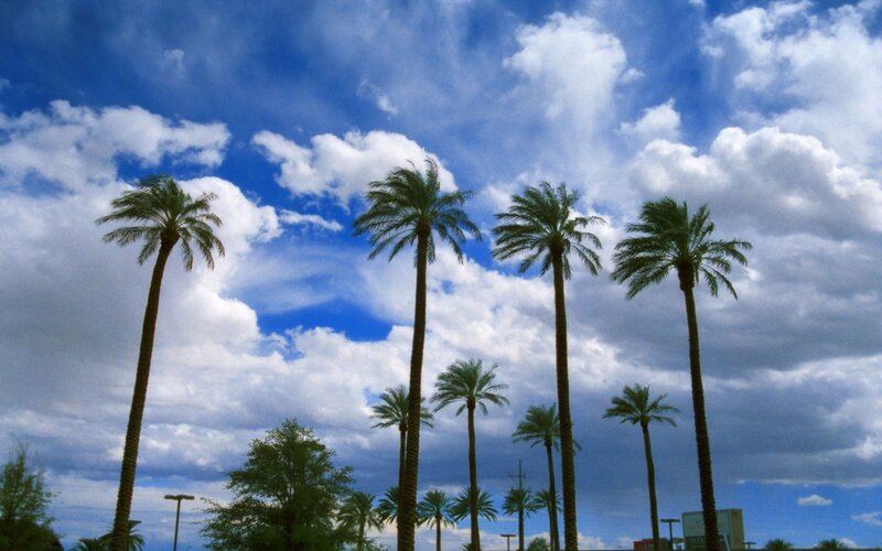 Tall Palm Trees — Blue, Dramatic