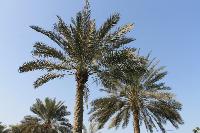 Tall Palm Trees — Blue, Serene, Afternoon