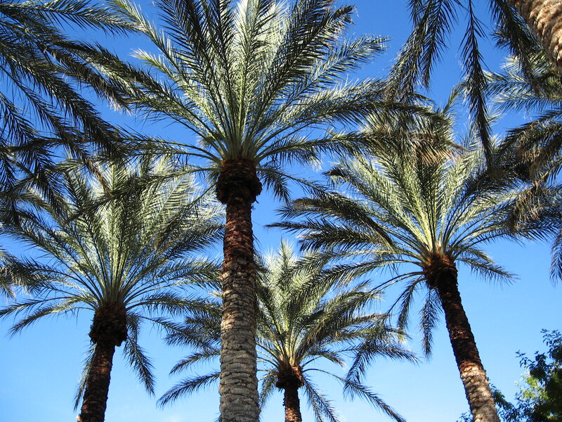 Tall Palm Trees — Blue, Serene