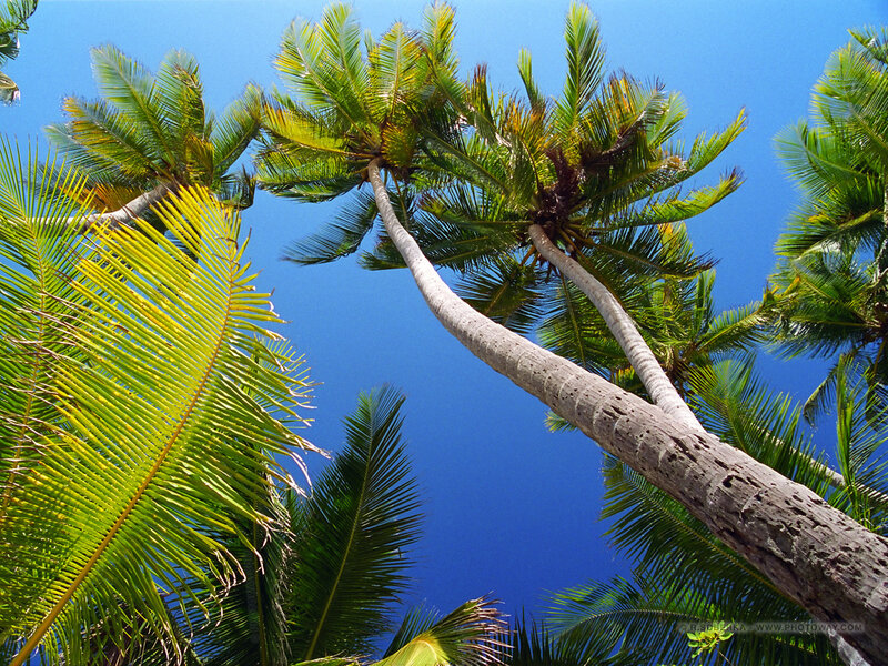 Tall Palm Trees — Blue