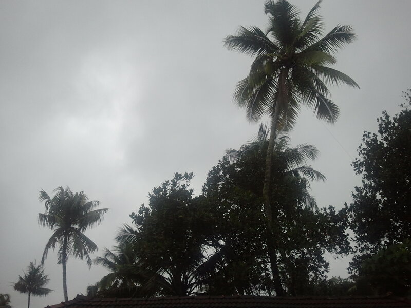 Tall Palm Trees — Gray