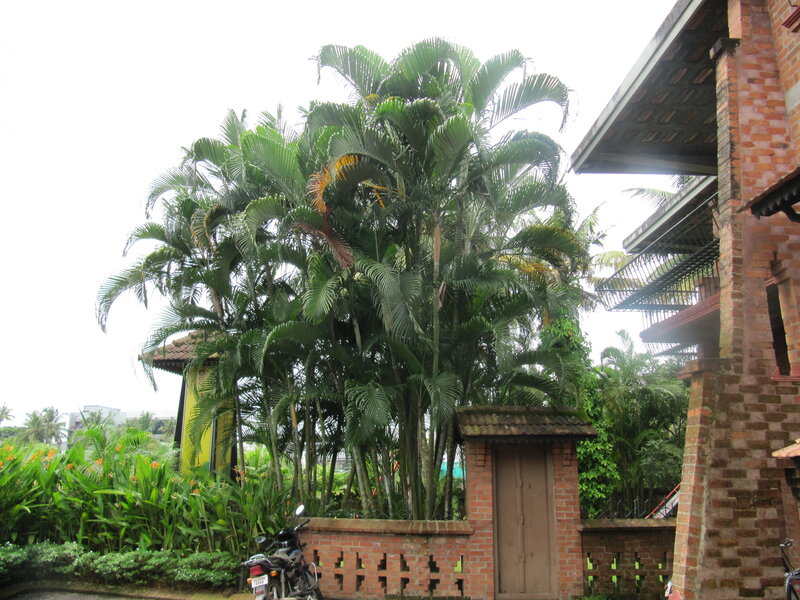 Tall Palm Trees — Green, Calm, Morning
