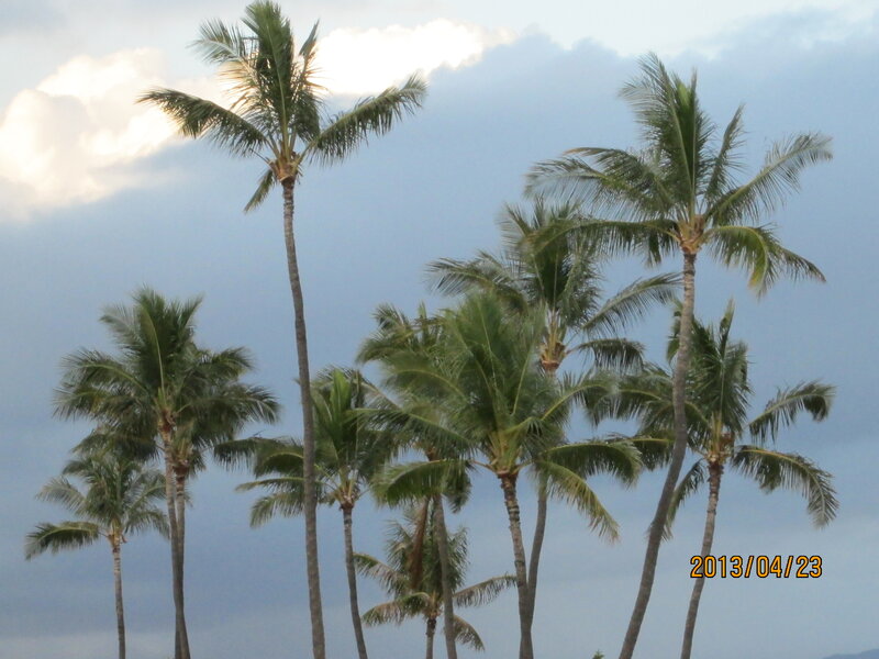 Tall Palm Trees — Green, Calm