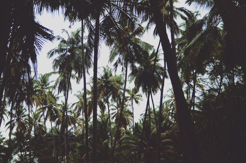 Tall Palm Trees — Green, Serene, Photograph