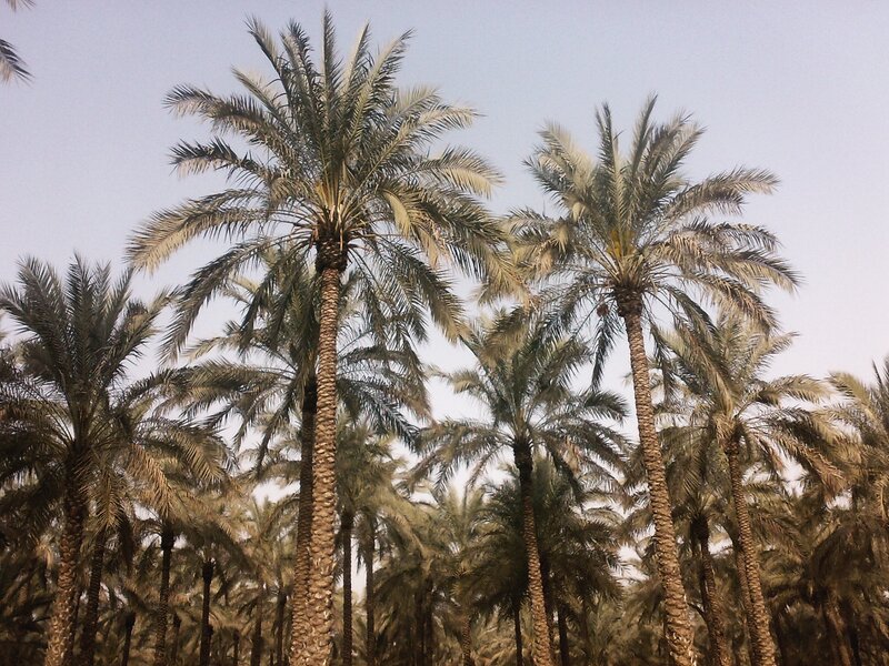 Tall Palm Trees — Green, Serene