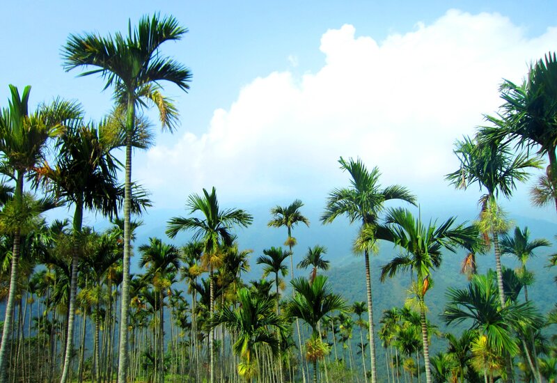 Tall Palm Trees — Green