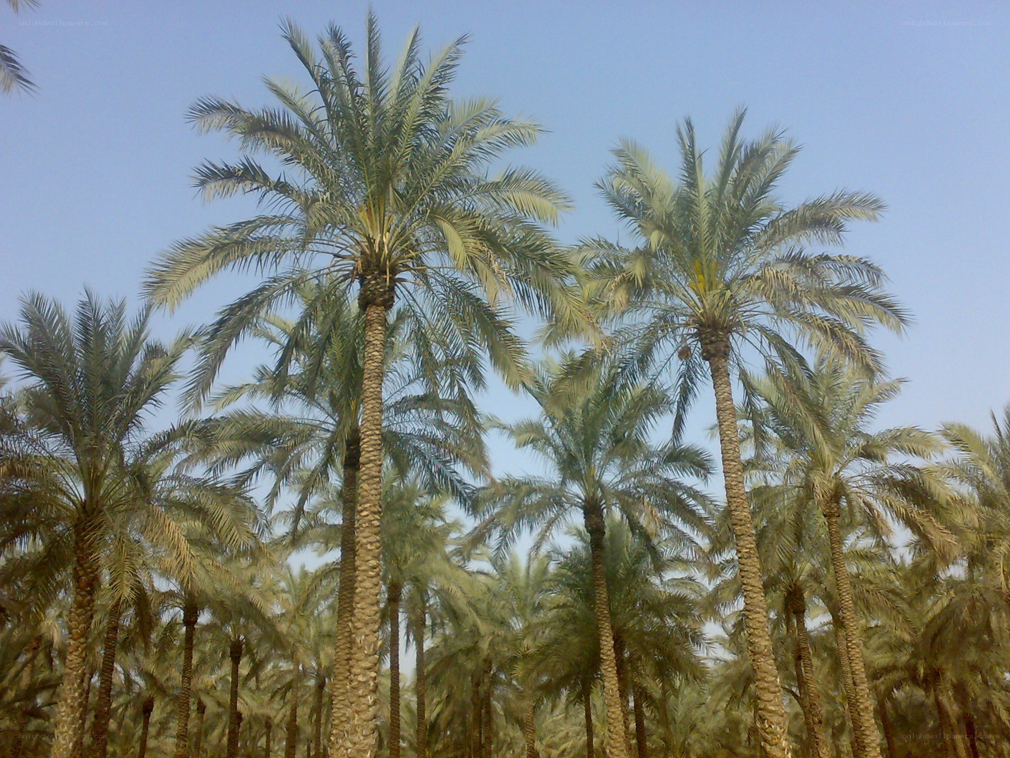 tall palm trees in a grove