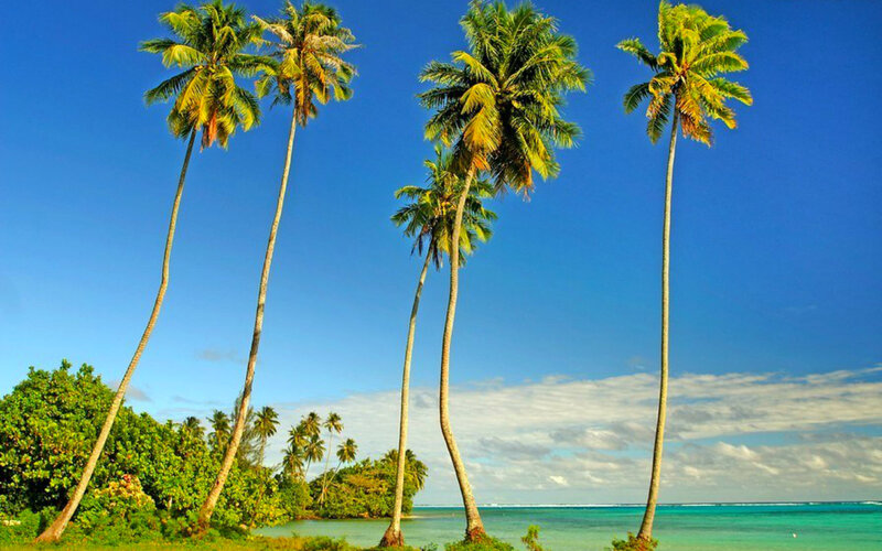 Tall Palm Trees on Beach — Blue