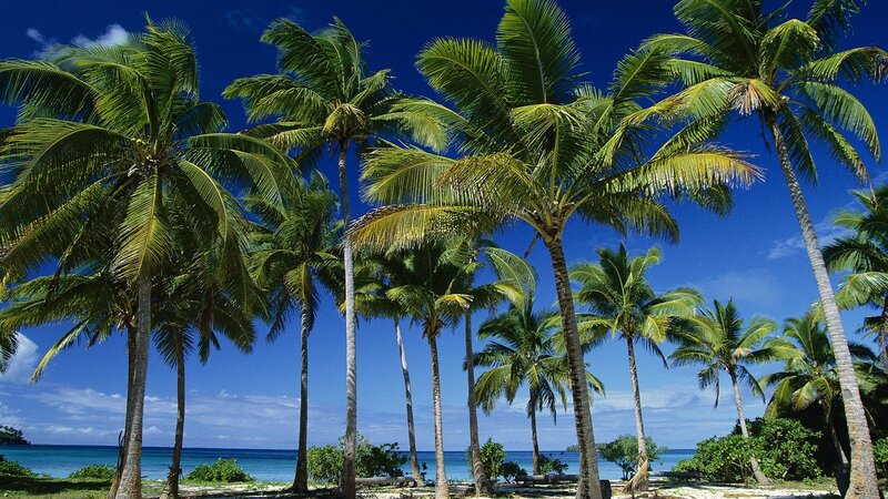Tall Palm Trees on Beach