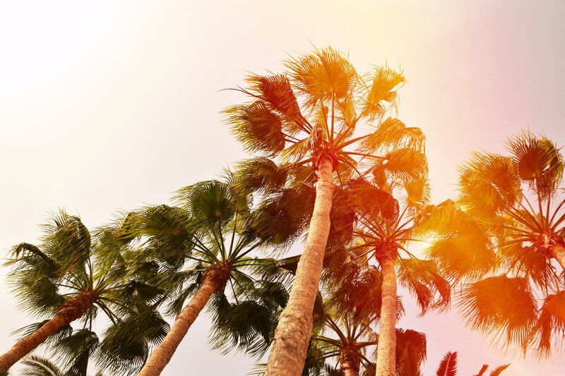 Tall Palm Trees — Yellow