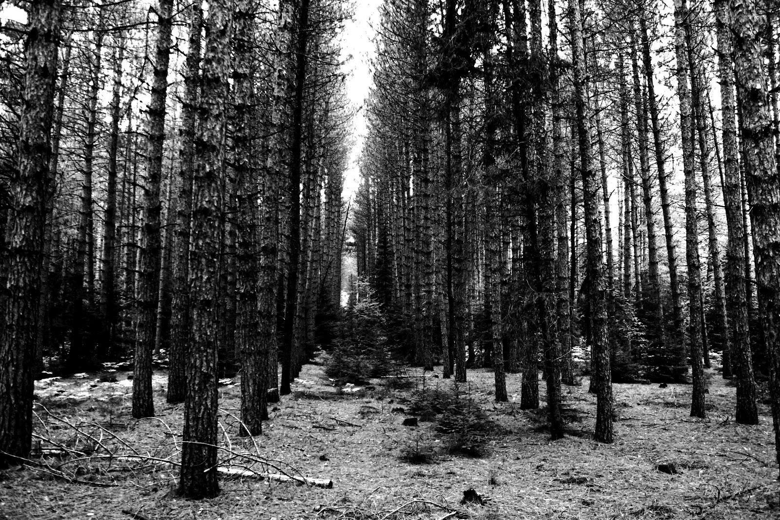 tall pine forest path